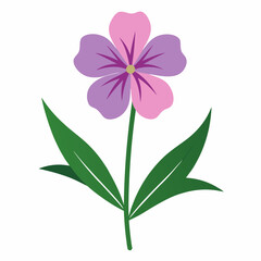 Willowherb flower on white background 