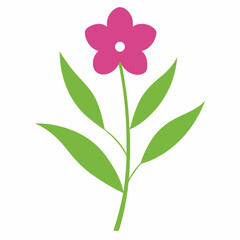 Willowherb flower on white background 