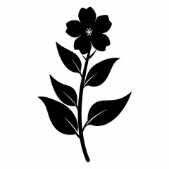 Willowherb flower on white background 