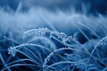 a close up of frost covered grass with a blue background