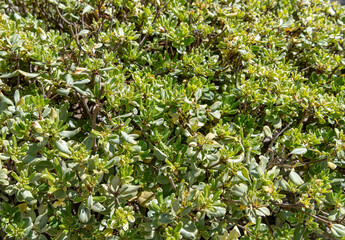 green leaves background