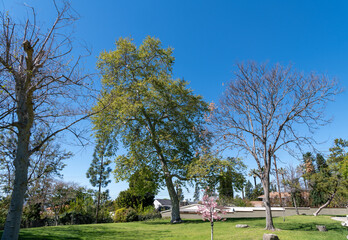 trees in the park