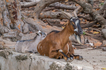 Nanny goat and kid resting in the shade