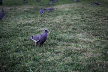 a cute island bared eyed pigeon in the grass with other birds in the background