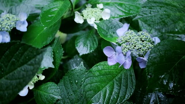 6月・梅雨　降りしきる雨　紫陽花の花と葉に落ちる雨の滴としぶき　アウトドア・天気・季節の背景