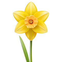 Daffodil flower icon clipart on white background