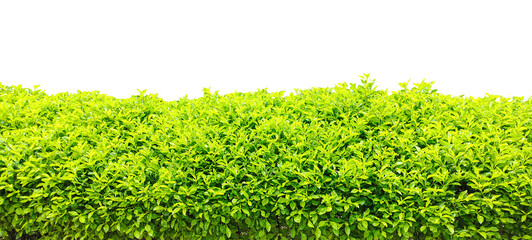 green bushes on transparent background, green grass texture, Lush Green Hedge Against White Sky, 
