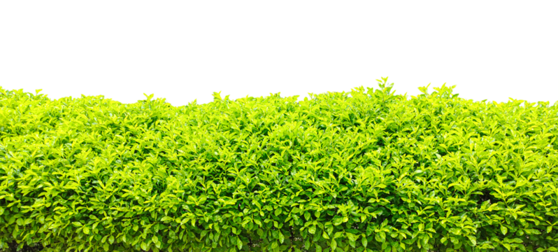 green bushes on transparent background, green grass texture, Lush Green Hedge Against White Sky, 
