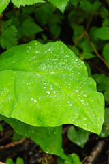 green leaf with water drops