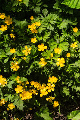 Creeping Buttercup (Ranunculus repen)