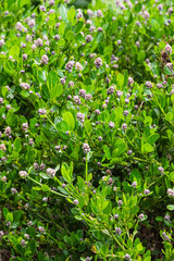Obraz premium blueblossom or blue blossom ceanothus (Ceanothus thyrsiflorus)