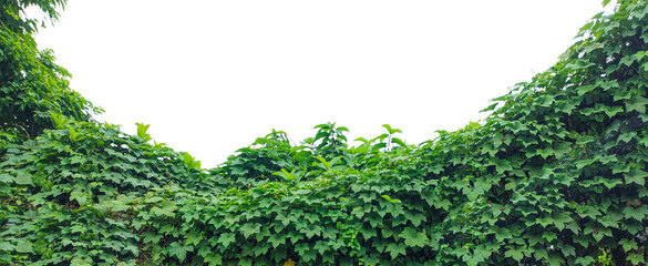 green ivy leaves, Lush green ivy and moss create a vibrant natural texture on the wall, showcasing...