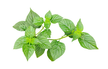fresh mint leaves, green leaves of mint plant on transparent background, Close-up of vibrant green plant leaves on a png background.