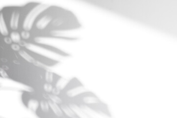 realistic monstera shadow overlay effect,tropical leaves shadows isolated on transparent png background © ZMC-Studio