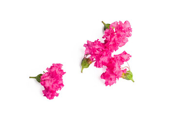 Pink crape myrtle flowers on white background