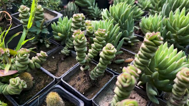 Propagation of sedum morganianum and crassula perforata succulent in plastic pots