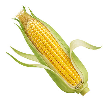 Fresh Corn On The Cob With Husk Pulled Back White Background
