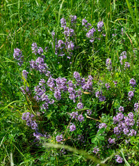 Wild thyme (Thymus serpyllum) also known as Breckland thyme or Creeping thyme flowering on the...