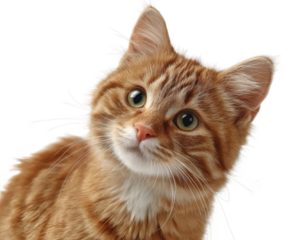 [Transparent Background PNG]Cute Ginger Kitten Close-up Portrait