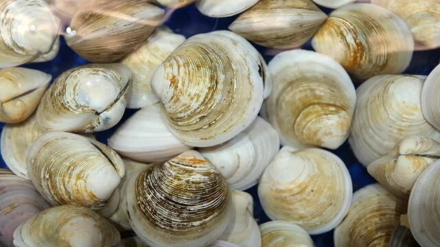 many fresh Cyclina sinensis clam in water