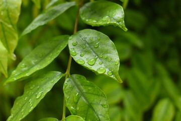 water drop on green leaf in the garden, natural background in springtime