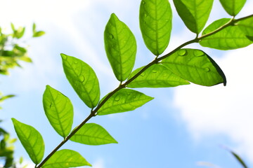 green leaf with water drop in the garden, blue sky and white cloud background in springtime