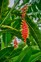 Vibrant tropical flower Heliconia rostrata with striking red and yellow petals hangs gracefully among lush green foliage in a rain-drenched jungle, showcasing nature's beauty and diversity in Ecuador