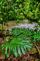 Lush green tropical leaves glisten with raindrops in a vibrant rainforest setting, showcasing beauty of nature and the rich biodiversity of a rain-drenched jungle environment in Ecuador in Puyo