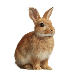 Obraz premium [Transparent Background PNG]Adorable Baby Rabbit Portrait on White Background