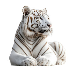 A majestic white tiger lies gracefully with its head turned to the side, displaying striking stripes and a powerful build. Png, Transparent background.