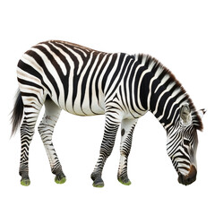 Fototapeta premium A zebra with bold black and white stripes is grazing. Png, Transparent background.