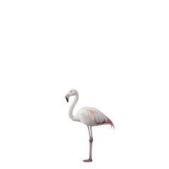 Fototapeta premium A flamingo stands gracefully on one leg, displaying its slender neck and striking pink and white feathers. Png, Transparent background.