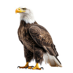 Fototapeta premium A majestic bald eagle stands upright, displaying its sharp yellow beak and striking white head feathers. Png, Transparent background.