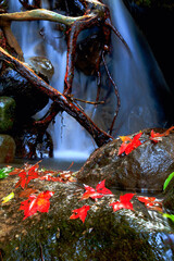 Vibrant red maple leaves and gnarled branches adorn the mossy rocks beside the tranquil cascade of Qing Shan Waterfall in Taiwan during autumn.