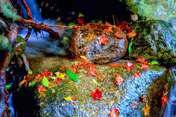 Colorful autumn leaves scattered on moss covered rocks within the clear flowing stream at Qing Shan Waterfall, Taiwan, showcasing natural beauty.