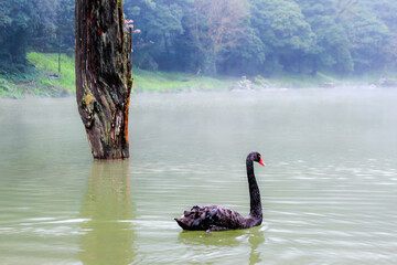 A black swan swims in a misty lake at Mingchi National Forest Recreation Area, Taiwan, surrounded by lush forest and a weathered tree.