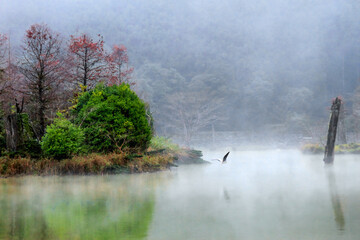 A bird soars over a misty lake at Mingchi National Forest Recreation Area, Taiwan, surrounded by lush trees and calm water.