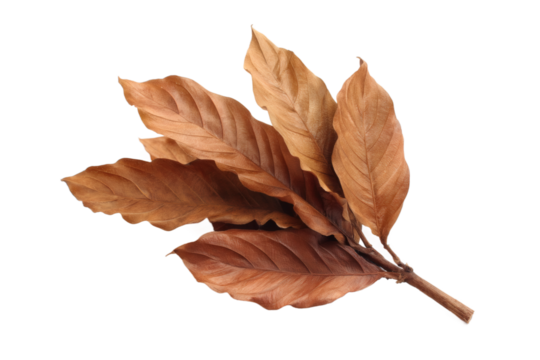 [Transparent Background PNG]Dried Leaves Arrangement on White Background