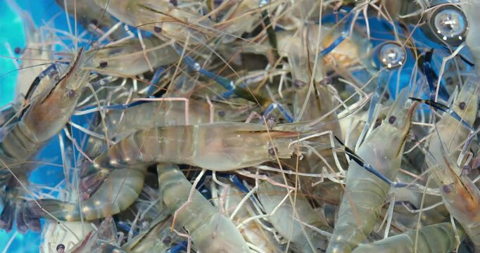 many giant river prawn (Macrobrachium rosenbergii) in water