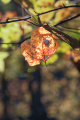 Close up of a single golden-brown autumn leaf with small holes, backlit by soft sunlight. Shows natural decay. Hsinchu, Taiwan.