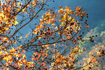 Vibrant autumn leaves and seed pods on a tree against a clear blue sky in a winter forest in Taiwan.