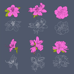Set azaleas flowers silhouette. Vector illustration isolated on grey background.