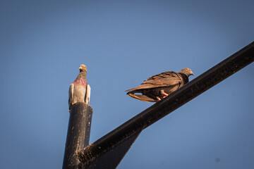 Two pigeons on metal pole under clear blue sky