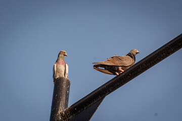 Two Pigeons Perched on a Metal Structure Against Blue Sky