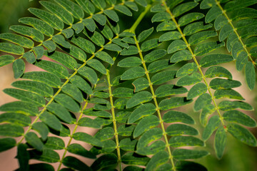 Green Compound Leaves Close-up in Sunlight