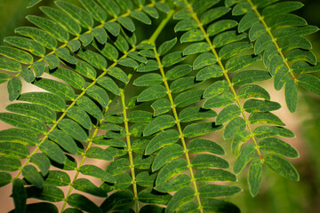 Close-Up of Green Pinnate Leaves in Natural Light