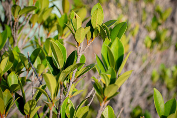 Bright Green Leaves on a Bush in Sunlight
