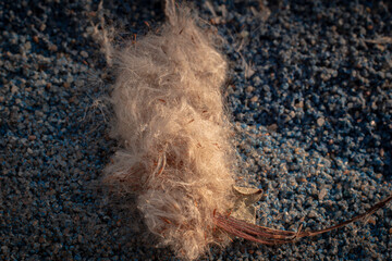 Macro Shot of a Single Seed with Detailed Texture