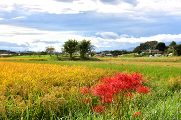 茅ヶ崎里山公園近くの田んぼに咲く紅い彼岸花