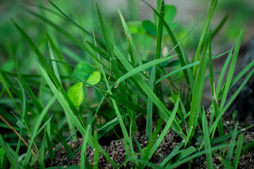 Close-Up of Green Grass and Soil in Natural Environment
